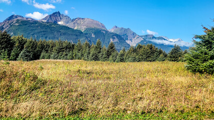 Fototapeta premium meadow in the summer