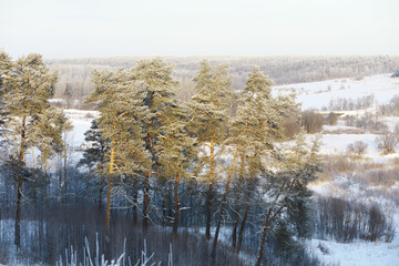 Winter snowy frosty landscape. The forest is covered with snow. Frost and fog in the park.