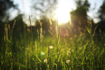 Summer lawn against the backdrop of sunset.