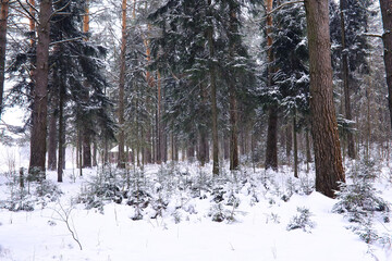 Fototapeta premium The forest is covered with snow. Frost and snowfall in the park. Winter snowy frosty landscape.