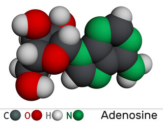 Coenzyme A, CoA, SHCoA, CoASH molecule. Essential coenzyme in fatty acid metabolism and the Krebs cycle, citric acid cycle. Molecular model. 3D rendering.