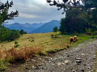 Ganado de montaña en Pirineos