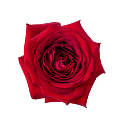 Róża.PNG © Janusz Lipiński