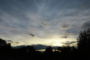 Flowers and plants summer field in sunlight