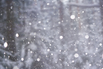 Blurred snow background. Winter landscape. Trees and plants covered with snow.
