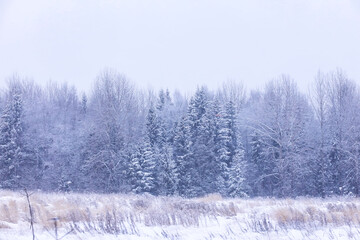 The forest is covered with snow. Frost and snowfall in the park. Winter snowy frosty landscape.