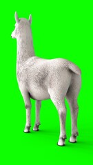 Fototapeta premium alpaca with green background