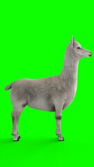 alpaca with green background