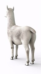 Fototapeta premium alpaca with white background