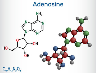 Adenosine ribonucleoside molecule. Chemical structure and molecule model of nucleoside. Vector