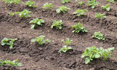 Obraz premium The Young Plants of a Cara Main Crop Potato.