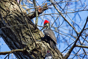 The pileated woodpecker.The bird native to North America.Currently the largest woodpecker in the United States after the critically endangered and possibly extinct ivory woodpeck