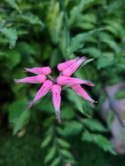 Fototapeta premium A Lucky Bird plant in bloom, displaying delicate pink flowers. The vibrant blossoms symbolize good fortune and beauty, offering an enchanting display of color amidst lush green leaves.