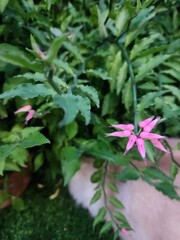 A Lucky Bird plant in bloom, displaying delicate pink flowers. The vibrant blossoms symbolize good fortune and beauty, offering an enchanting display of color amidst lush green leaves.