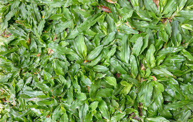 Fresh green grass leaves texture, natural pattern. Vibrant green leaf surface, organic texture of grass. Green foliage top view, abstract nature background. Dense green grass layer, lush vegetation