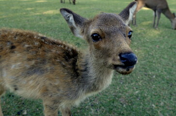 Obraz premium A young sika deer in Nara park, in Japan, curious and asking for food in outdoor park.