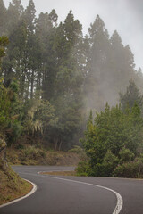 Fototapeta premium road through pine forest in foggy mountains.