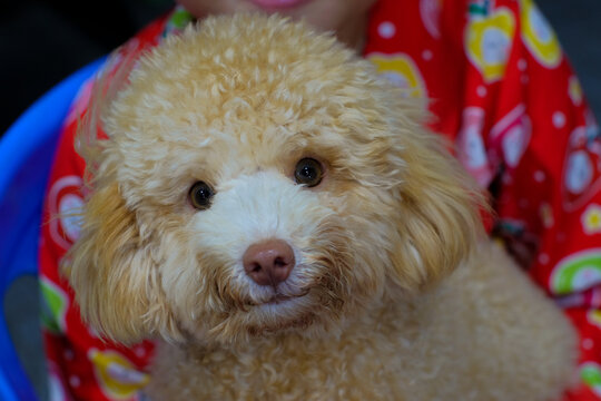 Ch&oacute; săn vịt (Poodle) l&agrave; một giống ch&oacute; săn d&ugrave;ng để săn c&aacute;c loại thủy cầm trong đ&oacute; chủ yếu l&agrave; vịt. Ng&agrave;y nay giống ch&oacute; n&agrave;y được lai tạo để trở th&agrave;nh d&ograve;ng ch&oacute; cảnh. T&ecirc;n "Poodle" của ch&uacute;ng xuất ph&aacute;t từ chữ