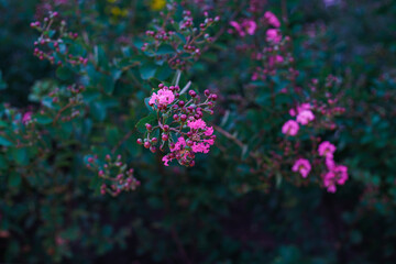 Lagerstroemia speciosa or simply Lagerstroemia [1] (two-part nomenclature: Lagerstroemia speciosa) is a species of plant belonging to the genus Lagerstroemia - a large genus of large water herbs.