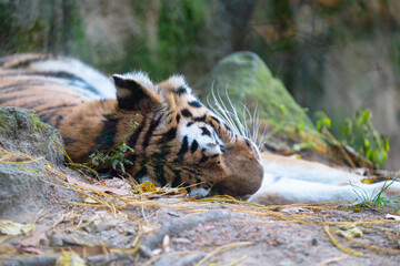 Tiger taking a sleep in its pen in the Pittsburgh zoo.