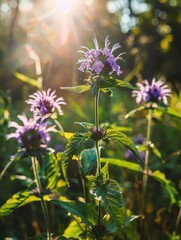 Fototapeta premium Field of Purple Flowers