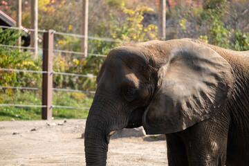 Obraz premium Elephant drinking water in the Pittsburgh zoo.