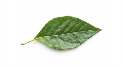 Obraz premium Single Green Leaf on White: A Study in Botanical Simplicity