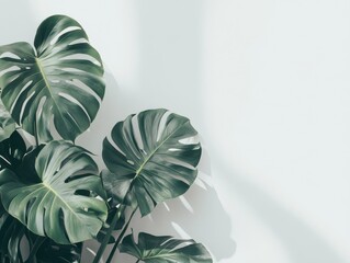 Obraz premium Green monstera plant leaves against a white wall with natural light casting shadows.