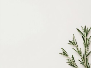 Fototapeta premium A sprig of rosemary sits on a white background, ready to be used in a delicious dish.