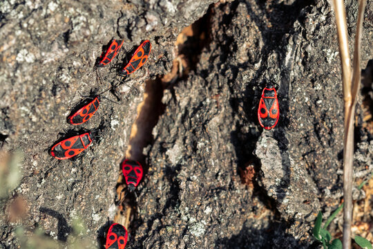 Group of red bugs on a tree. Colony of Pyrrhocoris apterus nests on the tree trunk