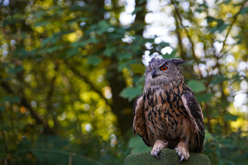 Large Eurasian eagle-owl	