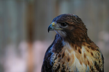 Close-up of a Red-tailed hawk