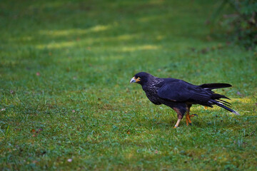 a Striated Caracara on the grass
