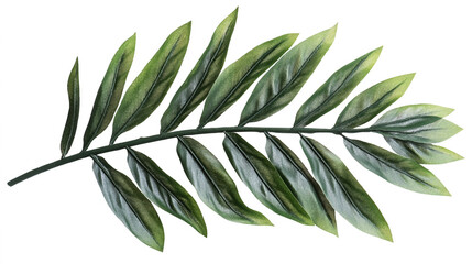 Green palm branch leafy plant. Branches of leaves isolated on white background. Cutting path cutout.