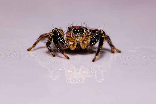 Spiders or arachnids, scientifically known as Araneae, are an order of predatory, invertebrate animals belonging to the phylum arthropod, class arachnid. Their body has only two parts: the head, thora