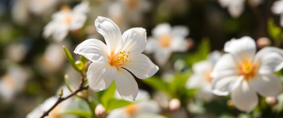 Close-up of Jasmine Flower