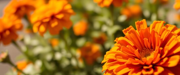 Close-up of Marigold Flower
