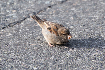 a sparrow