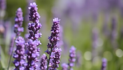 Lavender Flowers Close-Up