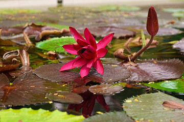 The genus Nymphaea (scientific name: Nymphaea) is a genus of aquatic plants belonging to the family...