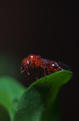 
Ants (scientific name: Formicidae) are a family of insects belonging to the order Hymenoptera. Species in this family are highly social, capable of living in large groups of up to millions of individ