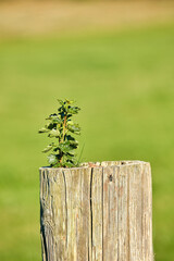 Grass, field and wooden post with growth, development and sustainability in countryside meadow in...