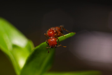 
Ants (scientific name: Formicidae) are a family of insects belonging to the order Hymenoptera. Species in this family are highly social, capable of living in large groups of up to millions of individ
