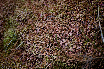 close up of a pile of moss