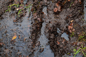 Mud in the woods