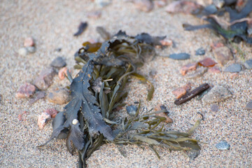  seaweed on the beach