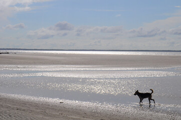 Dog walking on the beach