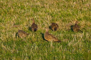 Jagdfasan Weibchen in der Abendsonne