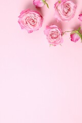 Beautiful composition with pink roses on color background 