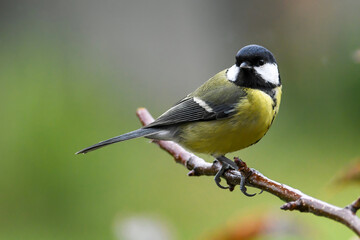 Obraz premium Una cinciallegra appollaiata sul ramo di un cespuglio si guarda intorno con curiosità.